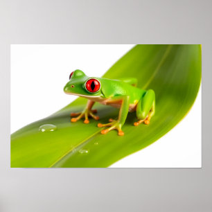 Poster Une grenouille arboricole Redeye