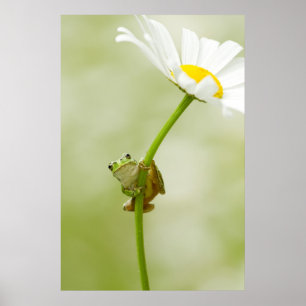 Poster Une grenouille mignonne