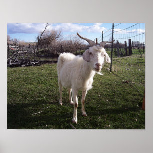 Poster Une jeune chèvre
