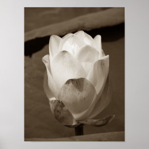 Poster Une journée à la série Pond