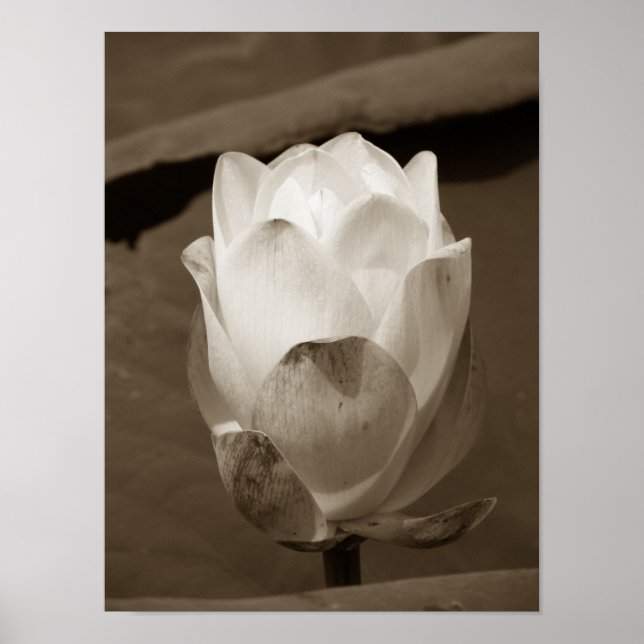 Poster Une journée à la série Pond (Devant)