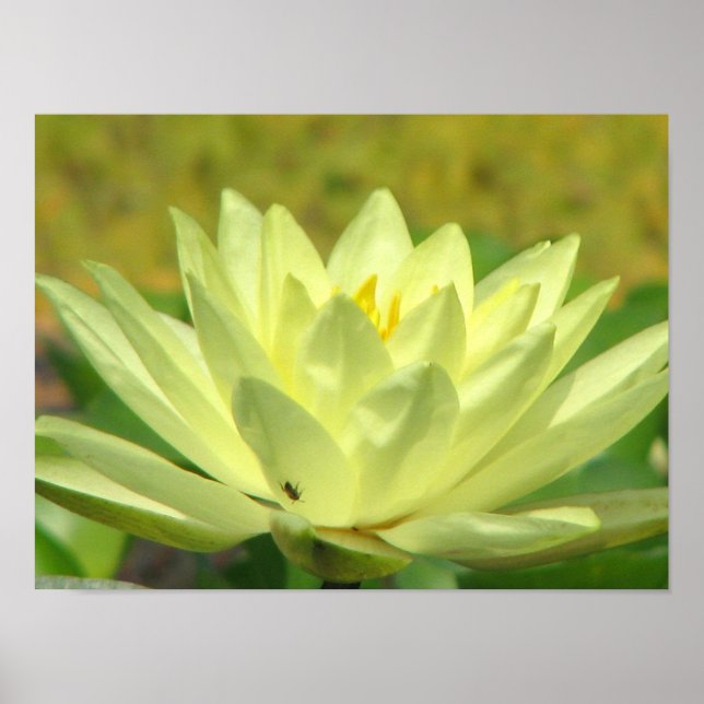 Poster Une journée à la série Pond (Devant)