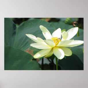 Poster Une journée à la série Pond