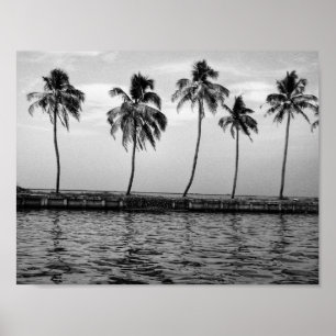 Poster Une ligne des palmiers en noir et blanc