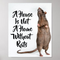 Une maison n'est pas une maison sans rats