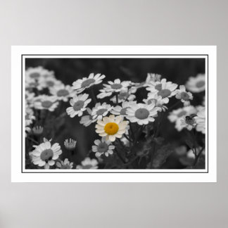 Poster Une marguerite spéciale