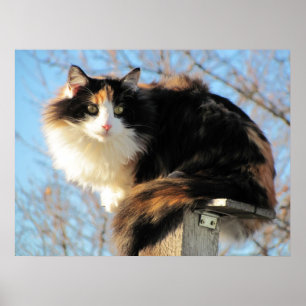 Poster Une meilleure photo de chat de calicot de vue