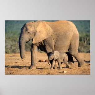 Poster Une mère éléphant d'Afrique et son petit en mouvem