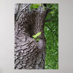 Poster Une nouvelle brindille