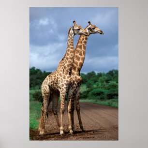 Poster Une paire de girafes sur la route, Kruger National