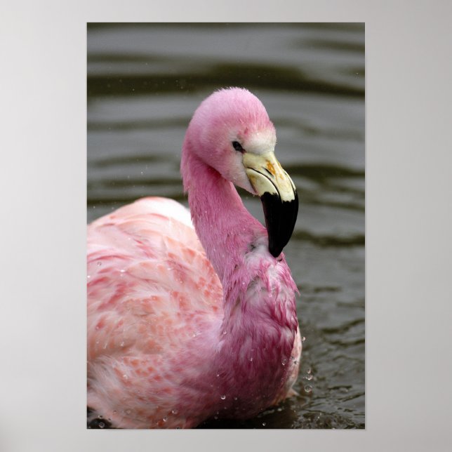 Poster Une photo captive d'un Flamant des Andes (Devant)