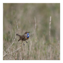 Poster Une photo du gorgebleue à miroir