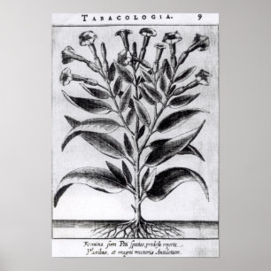 Poster Une plante de tabac, 1622