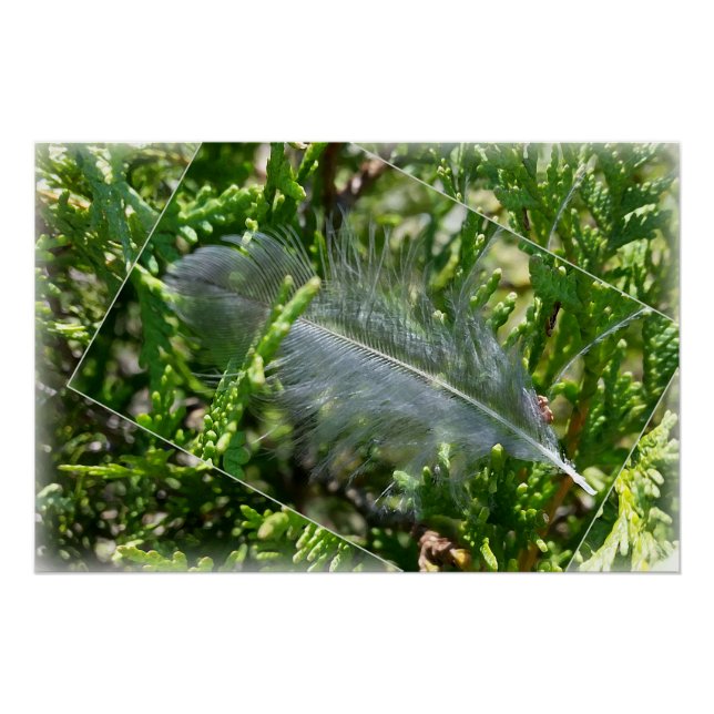 Poster Une plume égarée (Devant)