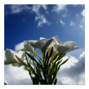 Poster Une plumeria florissante contre un ciel radieux