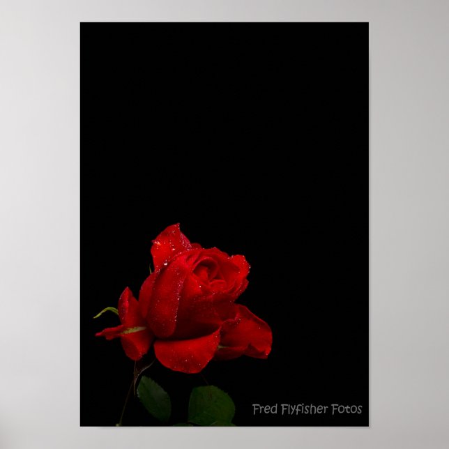 Poster Une rose rouge (Devant)