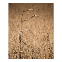 Une seule corne en campagne