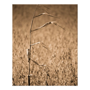 Poster Une seule corne en campagne