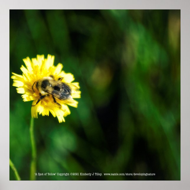 Poster Une tache de jaune (Devant)