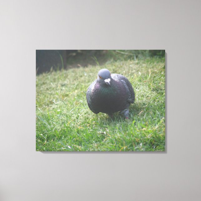 Poster une toile de pigeon (Recto)