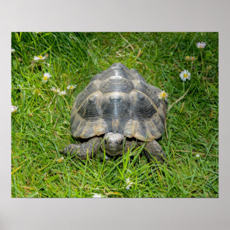 Poster Une tortue dans l'herbe