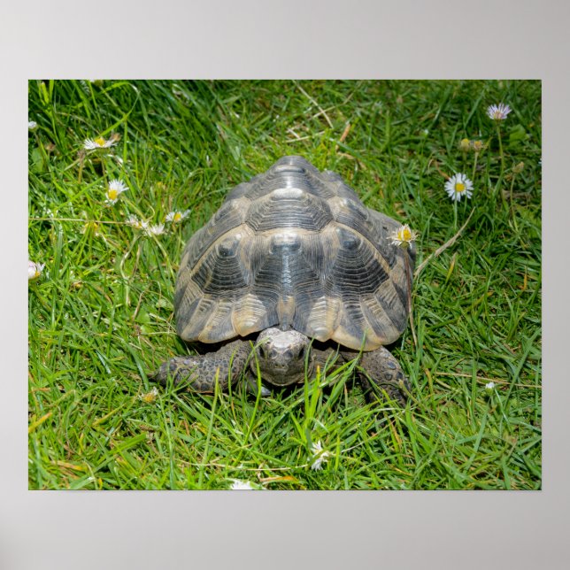 Poster Une tortue dans l'herbe (Devant)