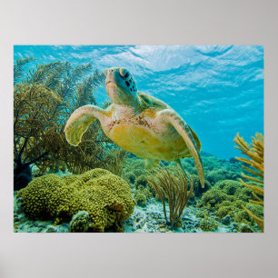 Poster Une tortue verte sur les récifs peu profonds de