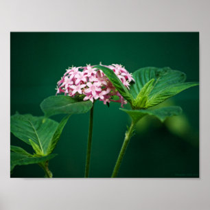 Poster Une touche de rose dans l'impression verte