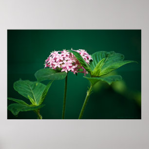 Poster Une touche de rose dans l'impression verte