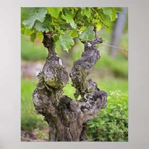 Poster Une vigne très ancienne dans le vignoble du Clos d