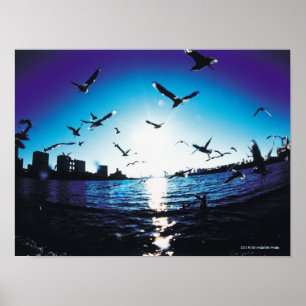 Poster Une vue aérienne de lentille de fisheye de baie d