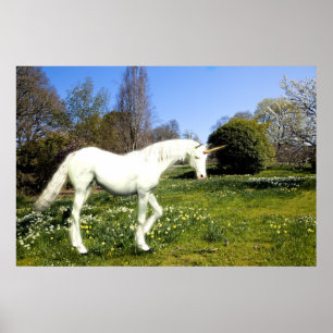 Poster Unicorne