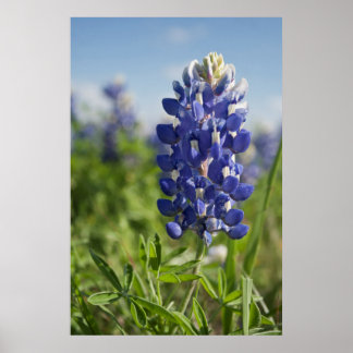 Poster unique Bluebonnet Texas