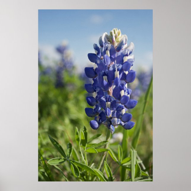 Poster unique Bluebonnet Texas (Devant)