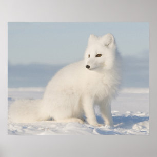 Poster USA, Alaska, 1002 Coastal Plain of the Arctic 5