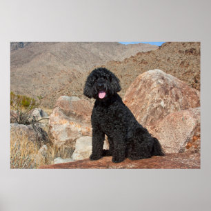Poster USA, Californie. Labradoodle assis