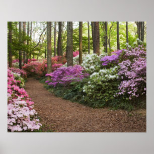 Poster USA, Géorgie, Pine Mountain. Un chemin à travers