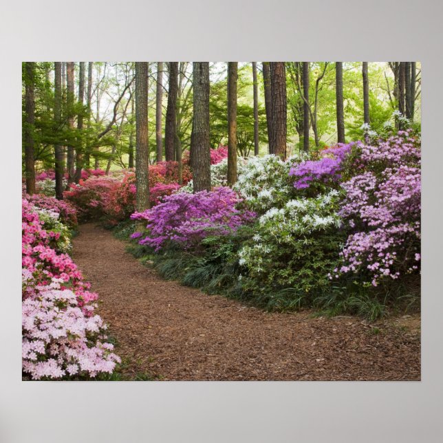 Poster USA, Géorgie, Pine Mountain. Un chemin à travers (Devant)