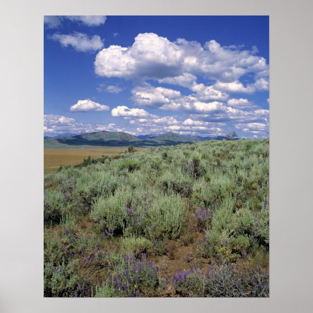Poster USA, Idaho, Camas Co. Sagebrush et lupine (Devant)