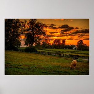 Poster USA, Lexington, Kentucky. Lone horse at sunset 1