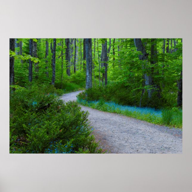 Poster USA, Michigan. Chemin À Travers Les Bois (Devant)