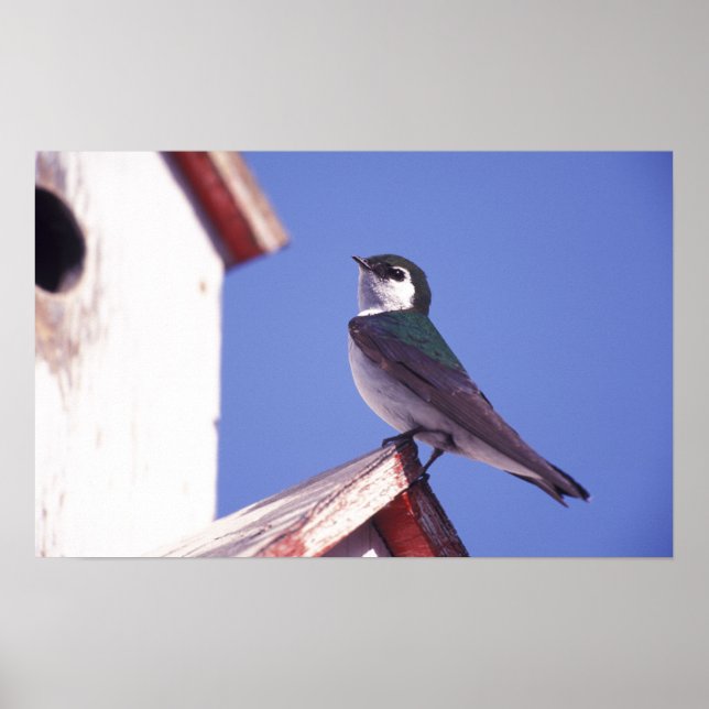 Poster USA, Oregon. Hirondelle violette-verte Tachycineta (Devant)