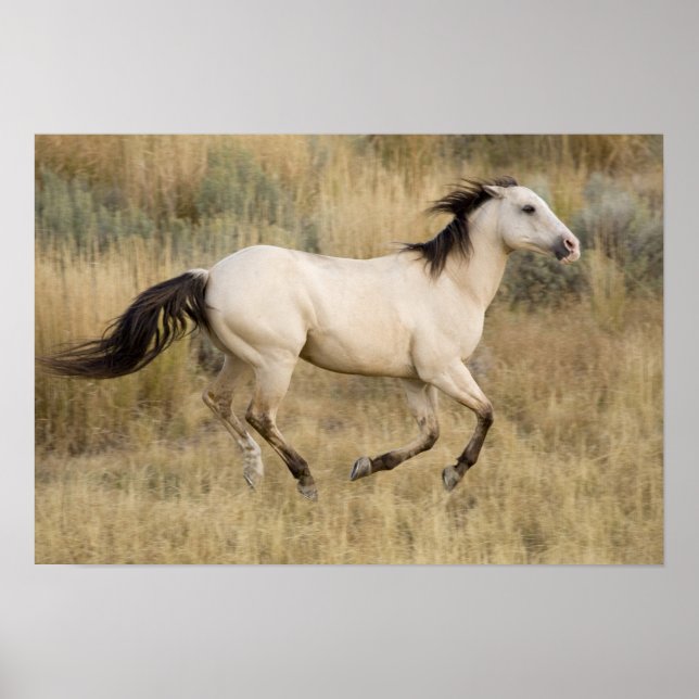 Poster USA, Oregon, Seneca, Ponderosa Ranch. Cheval (Devant)