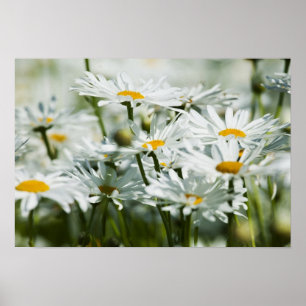 Poster USA, Oregon, Willamette Valley, Sélectif