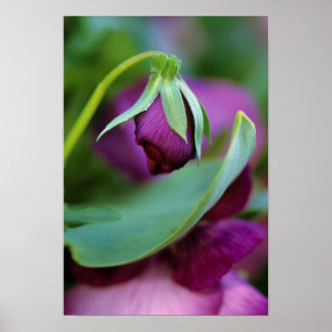 Poster USA, Pennsylvanie. Ouverture du bourgeon de fleurs