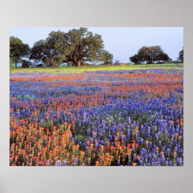 Poster USA, Texas, Llano. Bluebonnets et redbonnets (Devant)
