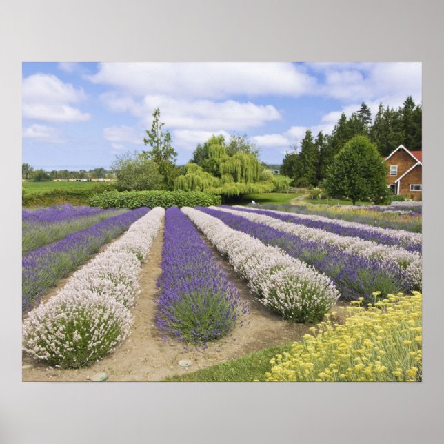 Poster USA, WA, Sequim, Purple Haze Lavender Farm (Devant)