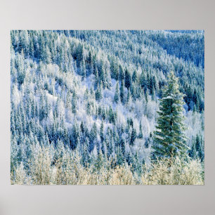 Poster USA, Washington, Mt. Spokane State Park, Aspen 2