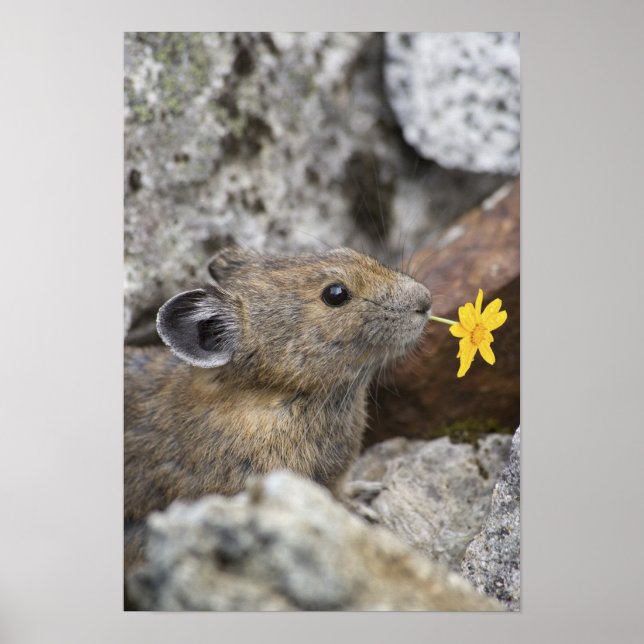 Poster USA, Washington, North Cascades National Park, (Devant)