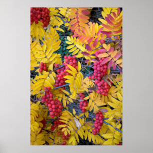 Poster USA, Washington, Western Mountain Ash, Okanogan